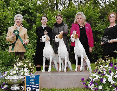 2017 APC National Specialty, Brood Bitch Class.  From left to right: GCh. Marjetta Jersey Girl, Ch. Marjetta Sweet Annie and Marjetta Catch Me If You Can at Majesty.
