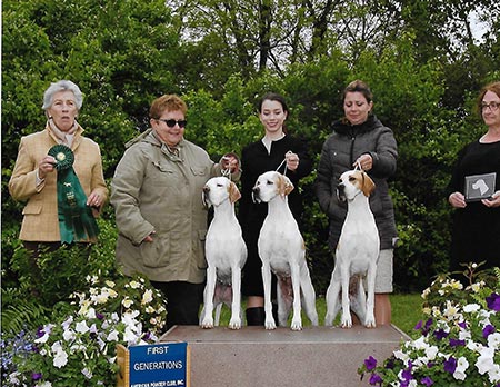 2017 APC National Specialty, Generation Class.  From left to right: G.Ch. Marjetta Rave Review JH, GCh. Marjetta Jersey Girl and Ch. Marjetta Sweet Annie.
