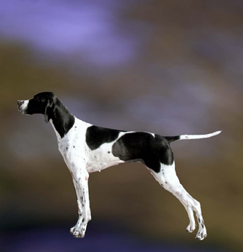 Ch. Marjetta National Velvet 11
