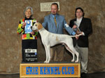 GCH Marjetta In The Limelight JH