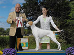 Ch. Marjetta Sweet Annie pictured going Best of Opposite Sex at the Pointer Specialty at Somerset Hills KC.  Thank you, Judge Sid Marx.  Annie was beautifully handled by Rachel Anne Ertle.
