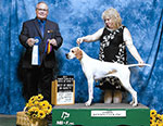 Ch. Marjetta Catch Me If You Can at Majesty shown finishing her championship under Ken Murray.  Shelby is owner handled by Jean Smith.
